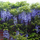 Wisteria floribunda'Violacea Plena' - Blauregen