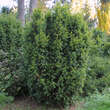 Taxus baccata 'Aureovariegata': Bild 2/3