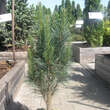 Pinus sylvestris 'Fastigiata': Bild 1/1