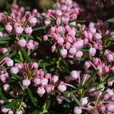 Andromeda polifolia 'Nikko' - Rosmarinheide