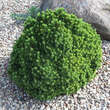 Picea glauca 'Lilliput': Bild 1/2