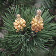 Pinus mugo 'Rigi': Bild 1/1