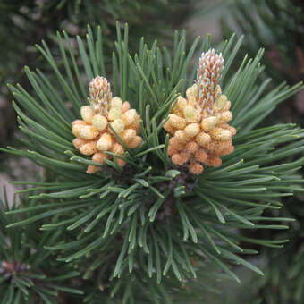 Pinus mugo 'Rigi'