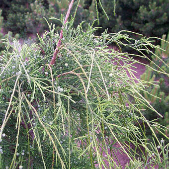Chamaecyparis laws. 'Filiformis'