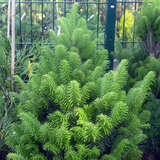 Abies alba 'Pyramidalis' - Säulentanne