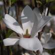 Magnolia soulangeana 'Alba Superba': Bild 2/4