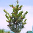 Pinus parviflora 'Gimborn's Ideal': Bild 1/1
