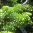 Abies pinsapo 'Horstmann': Bild 1/1