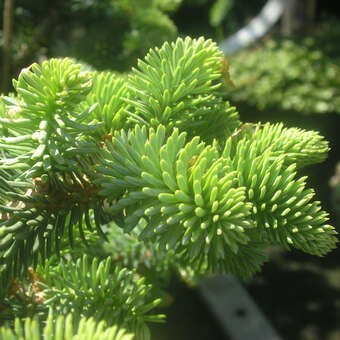 Abies pinsapo 'Horstmann'