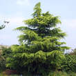 Cedrus deodara 'Aurea': Bild 1/1