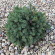 Picea glauca 'Echiniformis': Bild 1/4