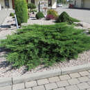 Juniperus horiz. 'Prince of Wales' - Kriechwacholder