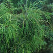 Thuja occidentalis 'Filiformis': Bild 1/1