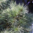 Pinus strobus 'Blue Shag': Bild 1/3