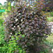 Physocarpus opulifolius 'Diabolo': Bild 4/6
