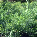 Juniperus virginiana 'Grey Owl' - Virginischer Breitwacholder