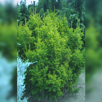 Taxus baccata 'Semperaurea'