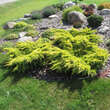 Juniperus pfitzeriana 'Gold Star': Bild 1/4