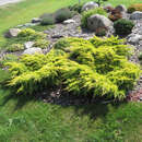 Juniperus pfitzeriana 'Gold Star' - Gelber Breitwacholder