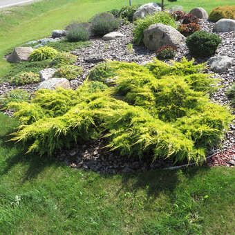 Juniperus pfitzeriana 'Gold Star'