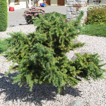 Larix kaempferi 'Little Boggle'