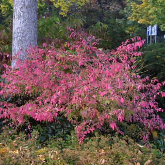 Euonymus alatus