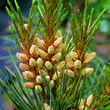 Pinus koraiensis: Bild 2/3