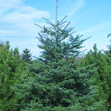 Abies cephalonica - Griechische Tanne