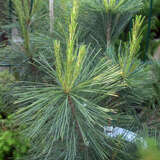 Pinus strobus 'Fastigiata' - Säulen-Seidenföhre