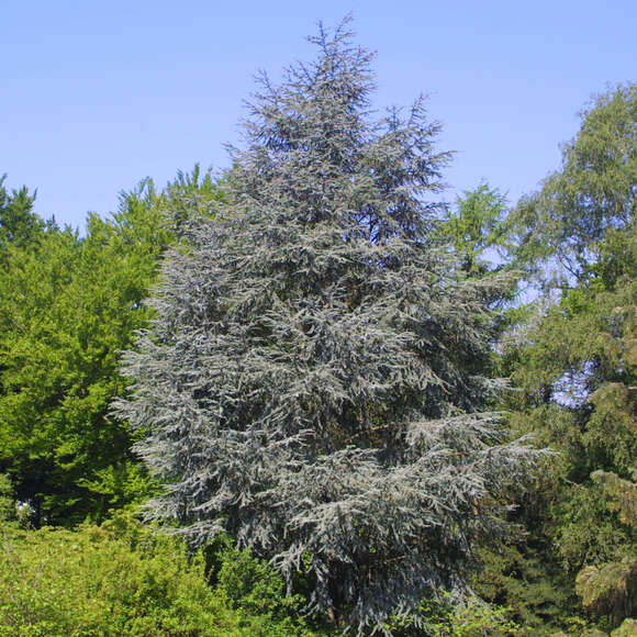 Cedrus libani 'Glauca': Bild 12/13 Cedrus libani 'Glauca': Bild 12/13