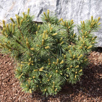 Pinus strobus 'Krüger's Liliput'