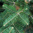 Abies amabilis: Bild 1/3