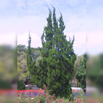 Juniperus chinensis 'Kaizuka'