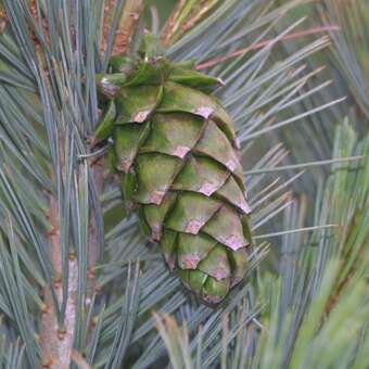 Pinus flexilis 'Firmament'