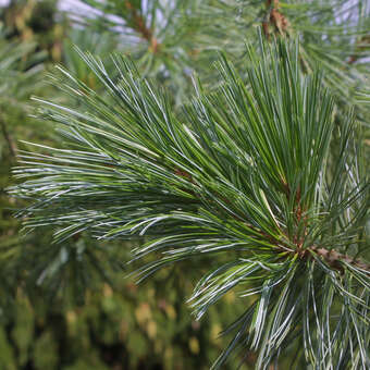 Pinus monticola 'Ammerland'