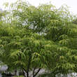 Acer palmatum 'Koto-no-ito': Bild 5/6