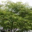 Acer palmatum 'Koto-no-ito': Bild 9/10