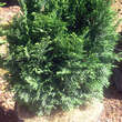 Chamaecyparis laws. 'Green Globe': Bild 4/4
