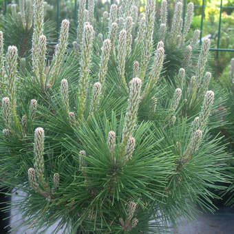 Pinus thunbergii 'Sayonara'