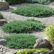 Juniperus horizontalis 'Blue Chip': Bild 2/5