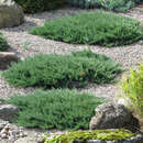 Juniperus horizontalis 'Blue Chip' - Blauer Kriechwacholder