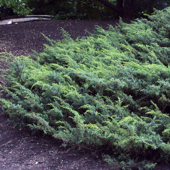 Juniperus communis 'Hornibrookii': Bild 1/2 Juniperus communis 'Hornibrookii': Bild 1/2