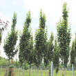 Carpinus betulus 'Lucas': Bild 4/6