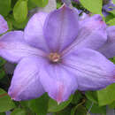 Clematis 'Mrs. Cholmondeley' - Waldrebe, Großblumige Garten-Clematis