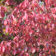 Parrotia persica 'Vanessa': Bild 1/2