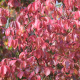 Parrotia persica 'Vanessa' - Eisenholzbaum