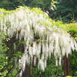 Wisteria floribunda 'Shiro-noda' ('Longissima Alba'): Bild 1/8