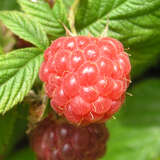 Rubus idaeus 'Autumn First' - Himbeere