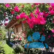 Rose 'Super Excelsa' - von 2971078237_5953: Bild 11/11