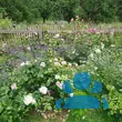Rose 'Olivia Rose Austin' - von eva_6669: Bild 16/17